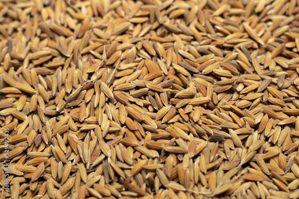 Ripe rice seed close up texture Background Ripe rice seed close up texture Background
