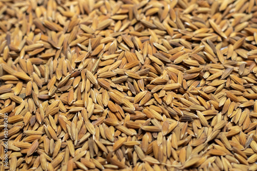 Ripe rice seed close up texture Background