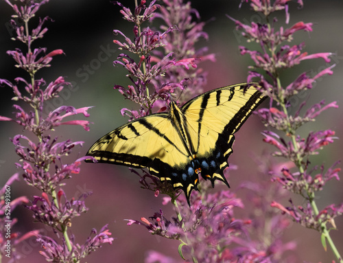 Obraz na płótnie butterfly on flower w salonie