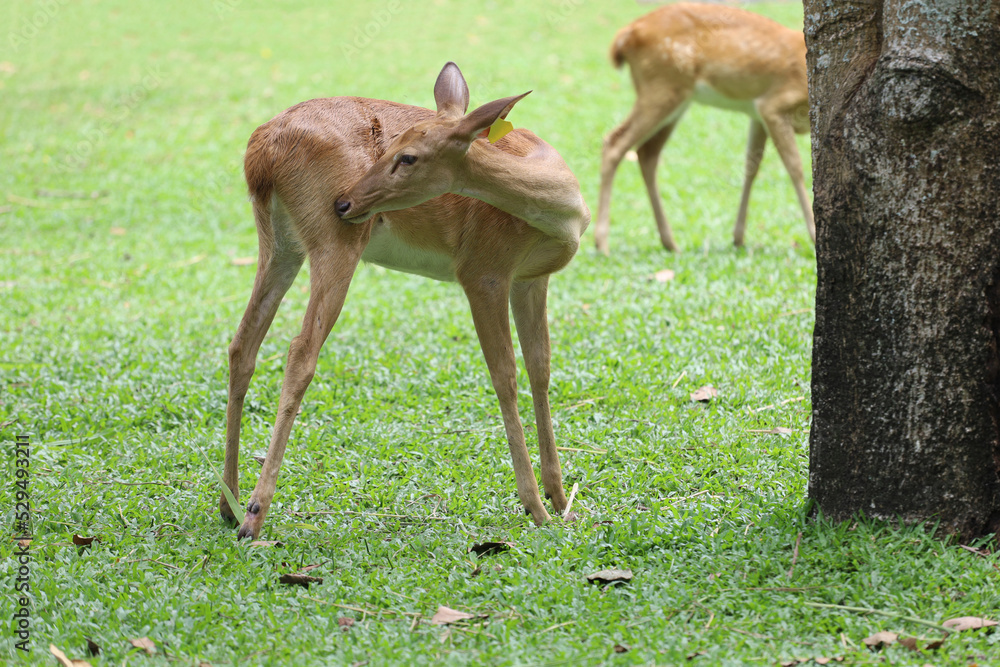 Fototapeta premium The deer in the garden at thailand