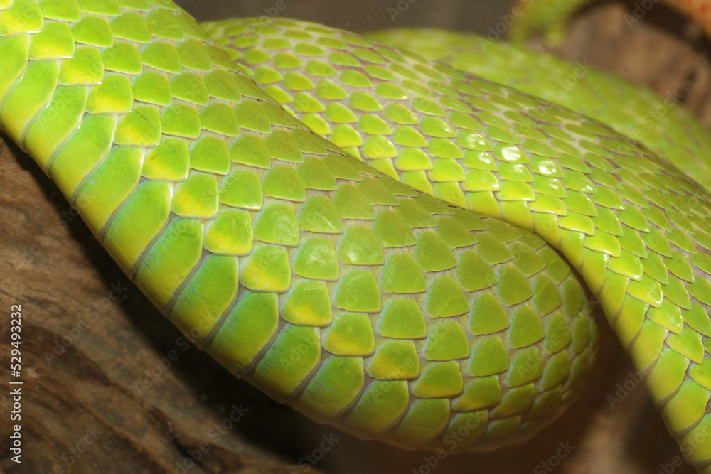 Obraz premium Close up green snake skin in garden for snake animal background and texture