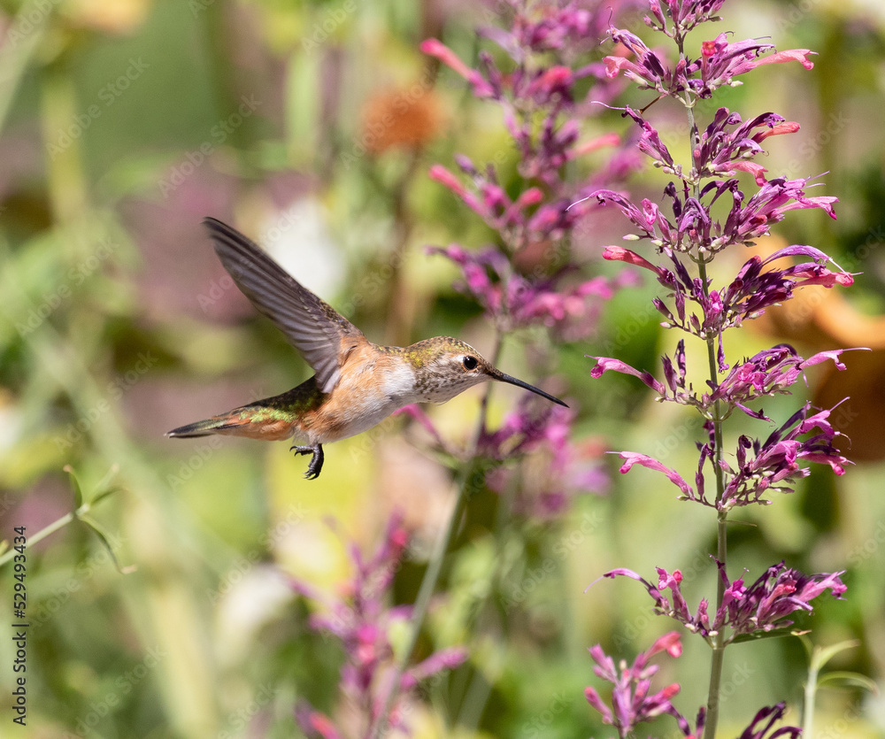 hummingbird feeding on flower