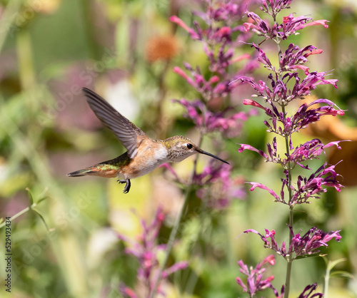 Obraz na płótnie hummingbird feeding on flower w salonie