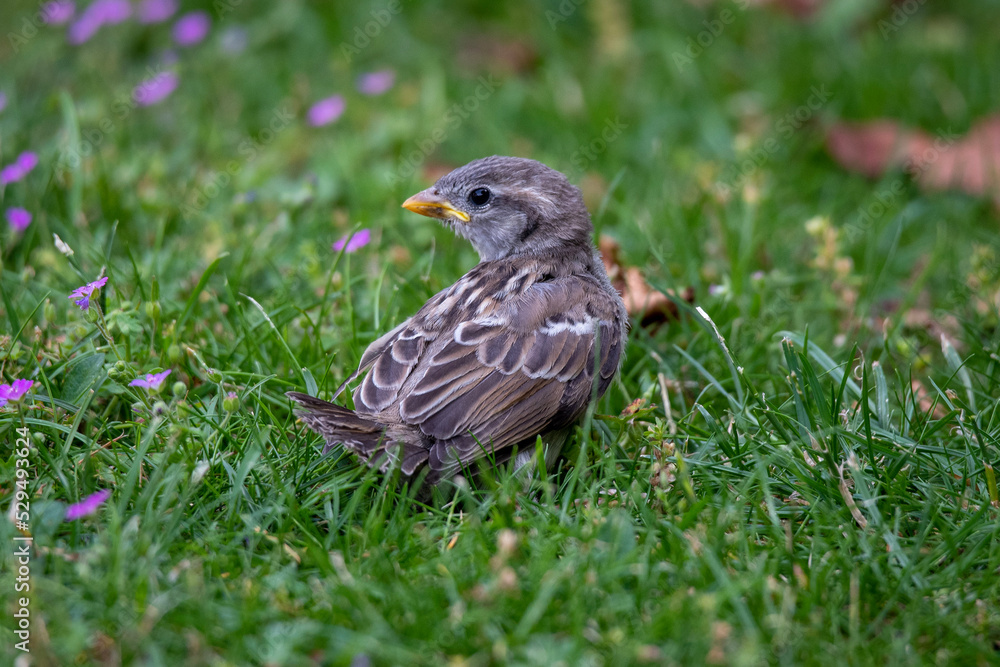 sparrow on the grass sparrow on the grass