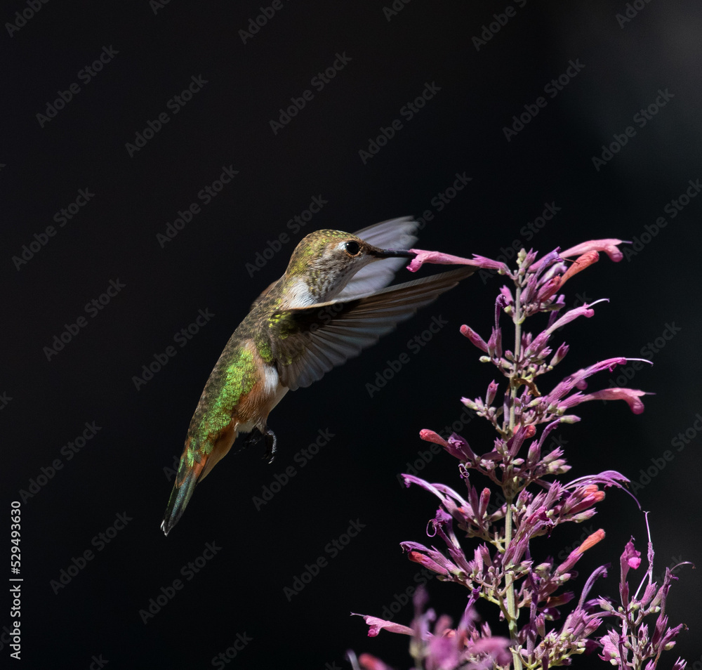 hummingbird feeding on a flower