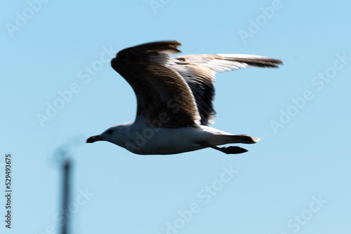 Fototapeta seagull in flight