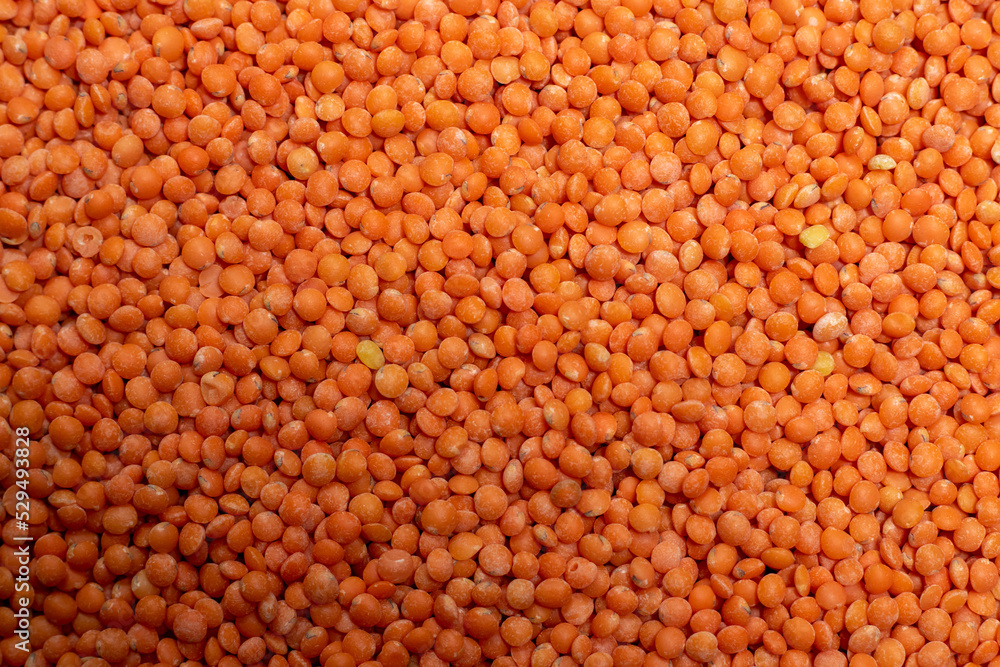 Organic masoor dal Close up (Lens culinaris) or whole pink dal Organic masoor dal Close up (Lens culinaris) or whole pink dal