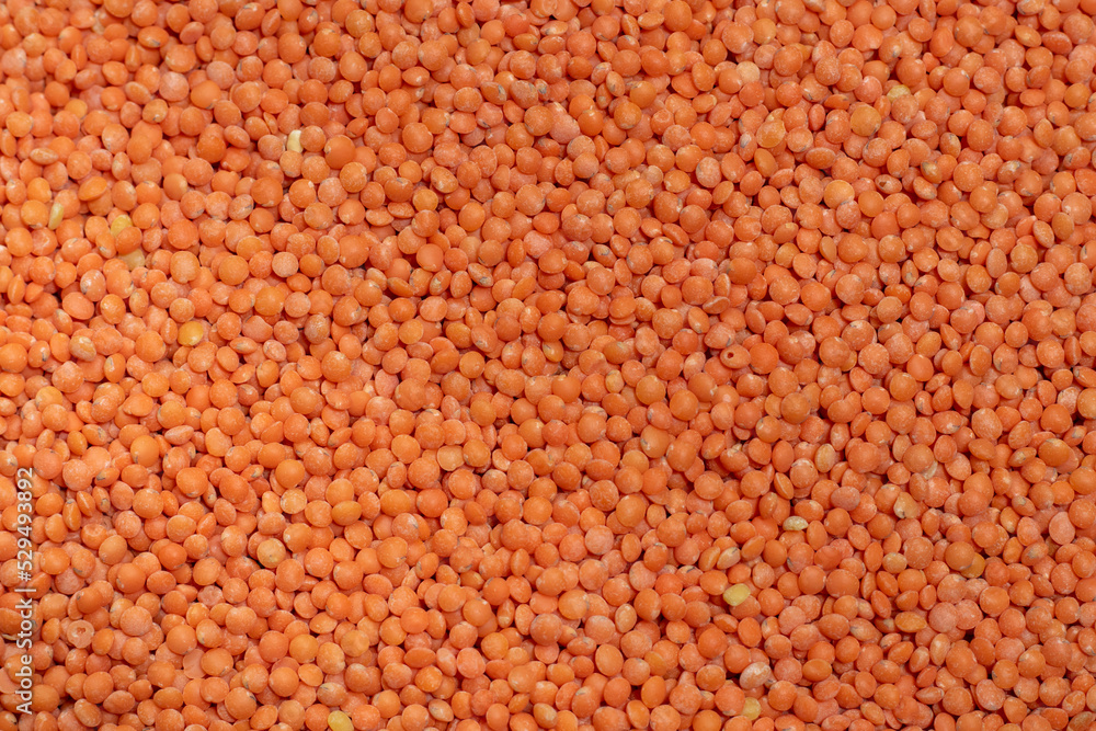 Organic masoor dal Close up (Lens culinaris) or whole pink dal Organic masoor dal Close up (Lens culinaris) or whole pink dal