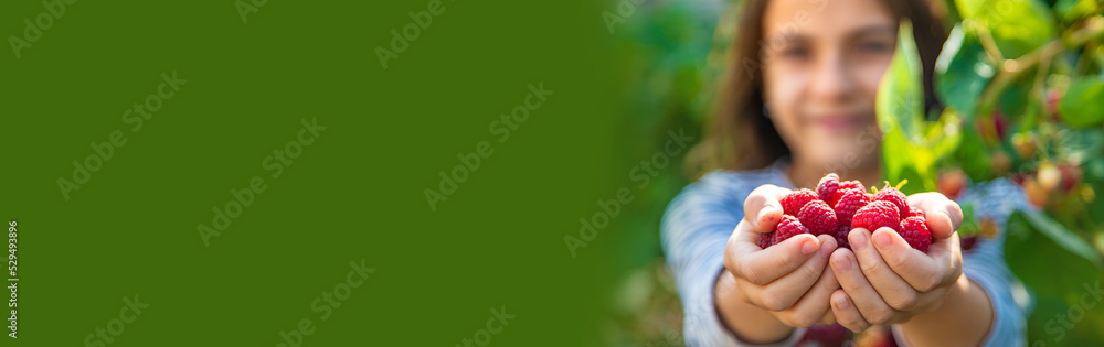 A child harvests raspberries in the garden. Selective focus. A child harvests raspberries in the garden. Selective focus.