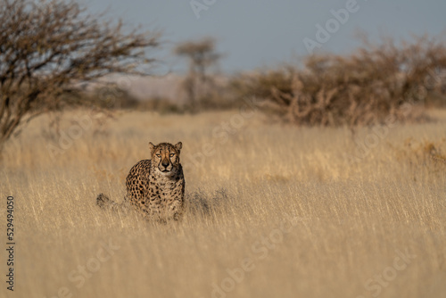 A cheetah searching for prey in the grasslands of the Kalahari Desert in Namibia. © vaclav