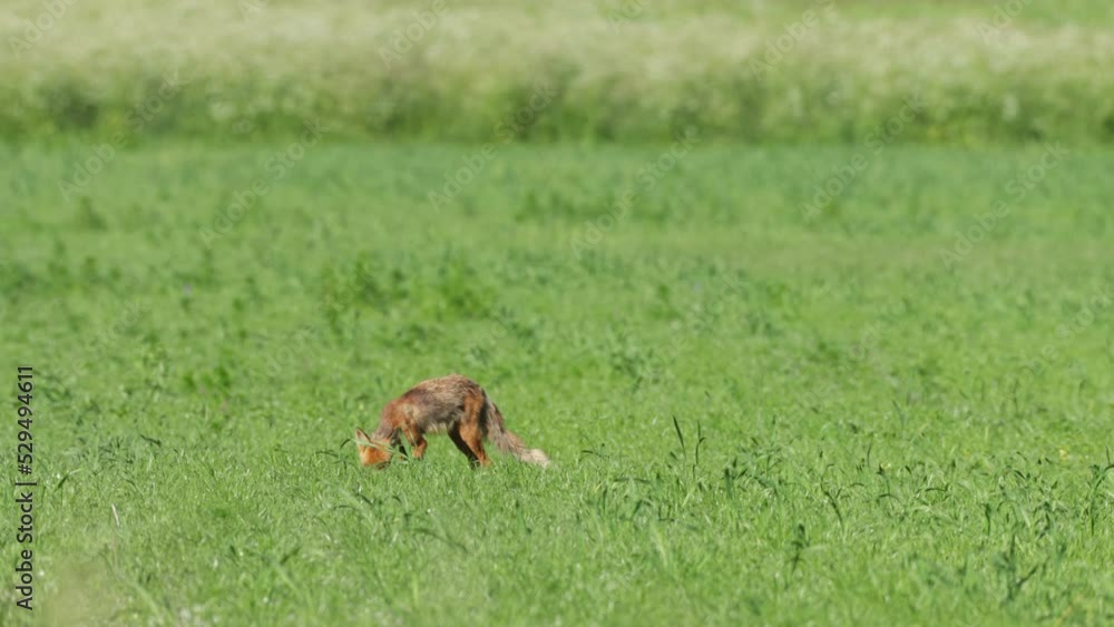 Red fox searching for food on a field on an early summer morning in Estonia Red fox searching for food on a field on an early summer morning in Estonia