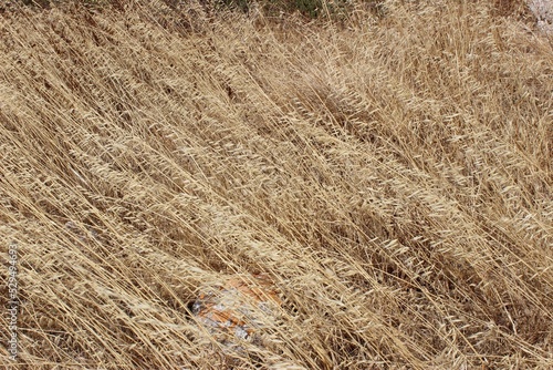 High-angle view of yellow grain that is ready for harvesting photo