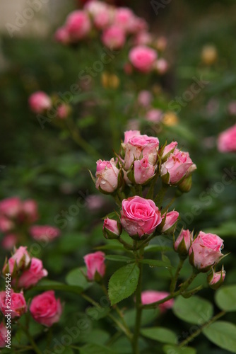 Wallpaper Mural Little Pink roses bushes. A lot of small pink roses, closeup in the garden. A beautiful bouquet of roses. Garden roses shrubs, Care of flowers. Valentine's Day, macro photo. Torontodigital.ca