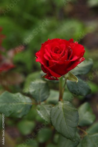 Red rose  macro photo  flower in a garden  roses for Valentine Day 