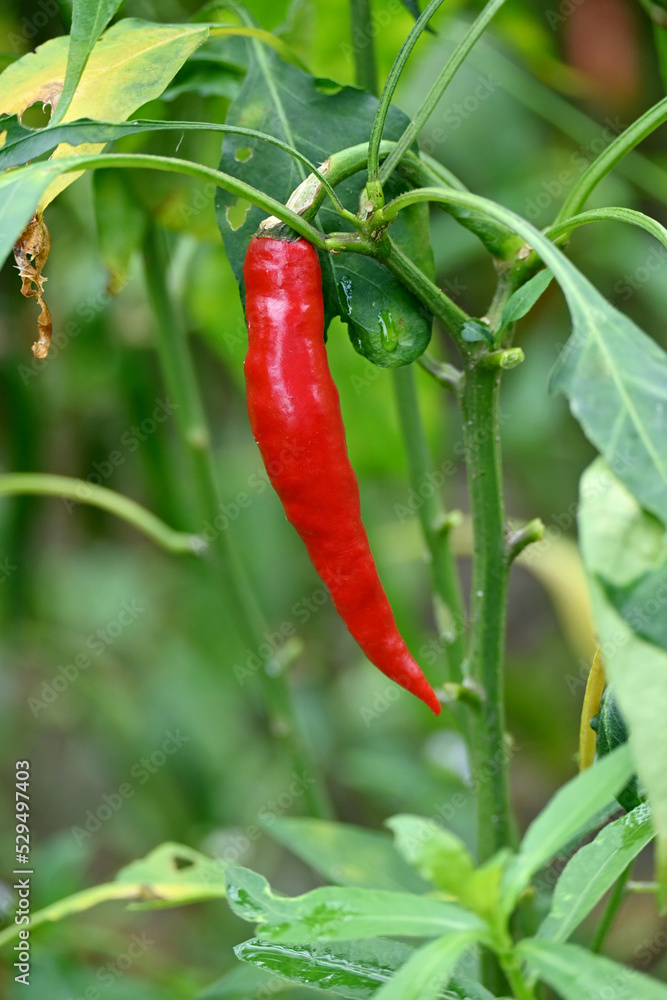 closeup the ripe red chilly with leaves and plant growing in the farm soft focus natural green brown background. closeup the ripe red chilly with leaves and plant growing in the farm soft focus natural green brown background.