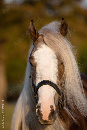 Silver Bay Gypsy Horse