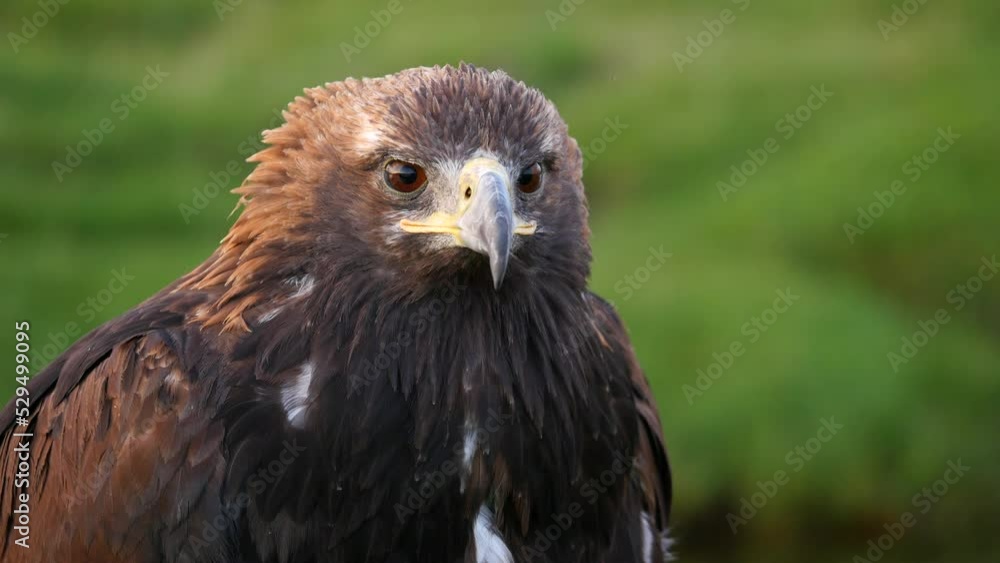 Close up shot of beautiful golden eagle in natural setting near the Altai Mountains of West Mongolia. Close up shot of beautiful golden eagle in natural setting near the Altai Mountains of West Mongolia.