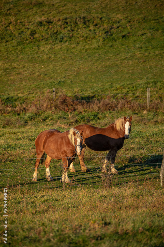 Two Belgian work horses standing behind a barbed wire fence in a green pasture on a sunny afternoon in Amish country Two Belgian work horses standing behind a barbed wire fence in a green pasture on a sunny afternoon in Amish country
