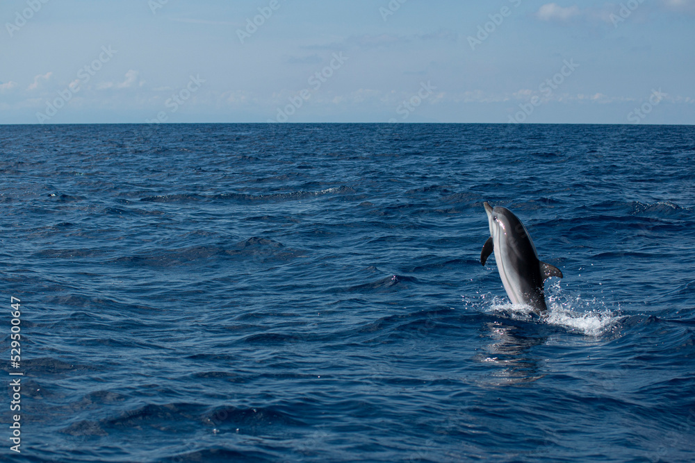 Fototapeta premium Dauphin 
