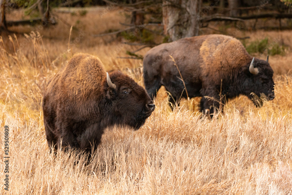 Bison in the Grass