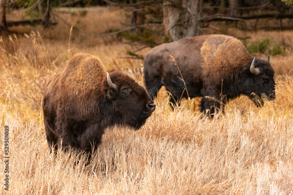 Bison in the Grass Bison in the Grass