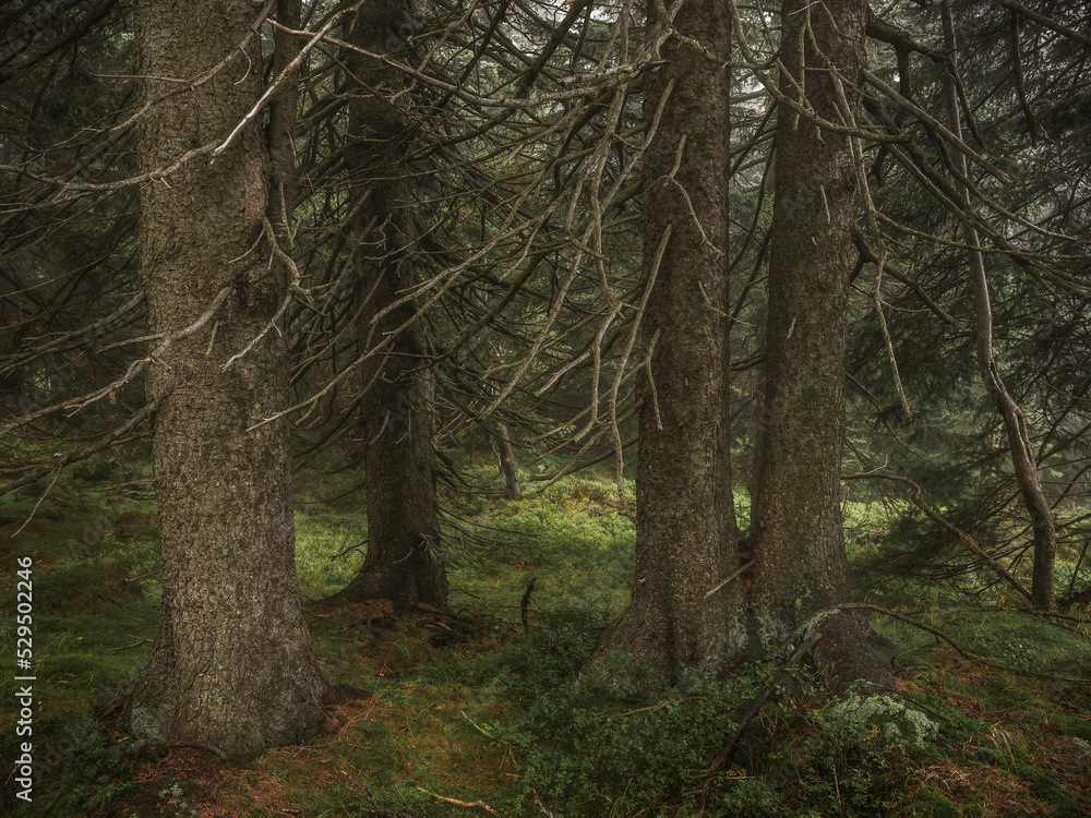 Karkonosze forest in the fog