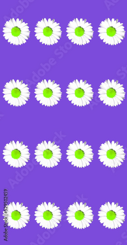 Floral daisy selective colour greeting card design © Chris