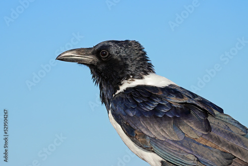 Portrait of a pied crow (Corvus albus) against a blue sky, Etosha National Park, Namibia. photo