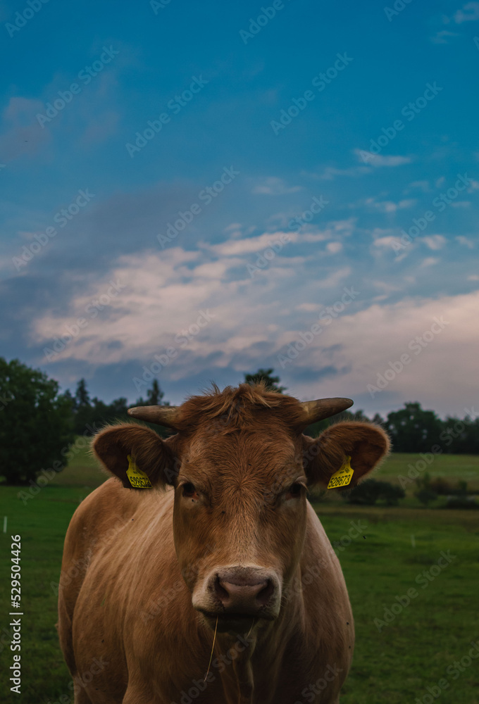 cow in the field