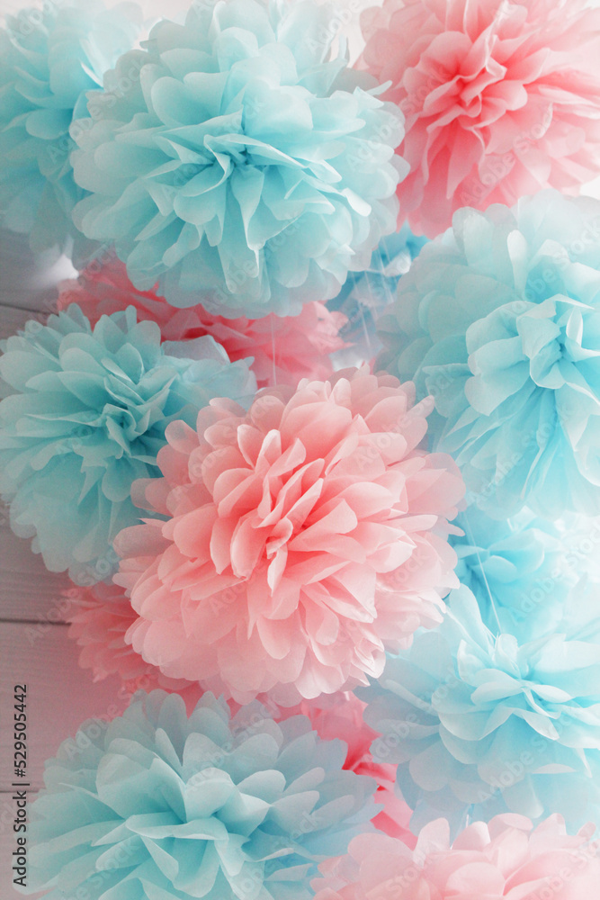 pink and blue chrysanthemum