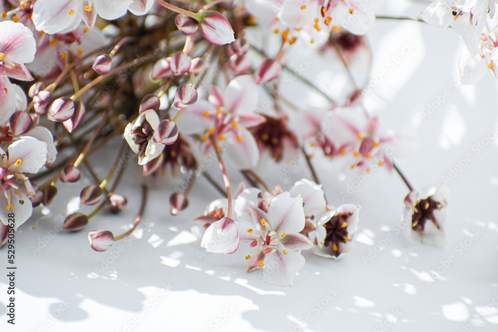 Wild swamp flowers on a white background. Delicate pink small petals on thin stems. Pastel colors. Wild swamp flowers on a white background. Delicate pink small petals on thin stems. Pastel colors.