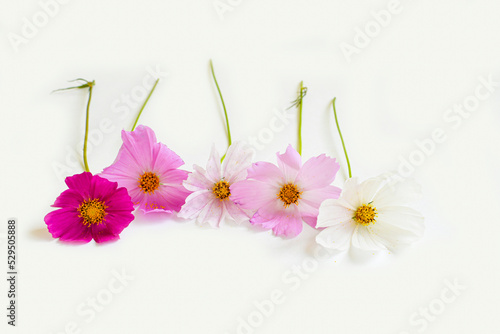 Colorful daisies on a white background. Garden flowers close-up.
