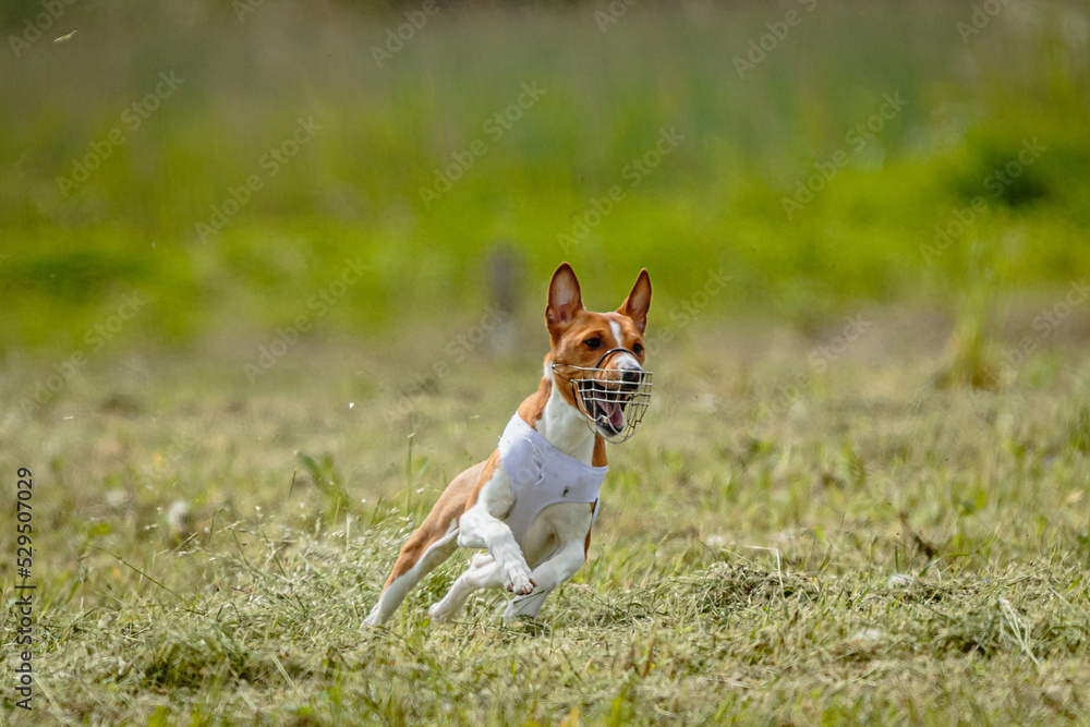 Basenji dog in white shirt running and chasing lure in the field on coursing competition