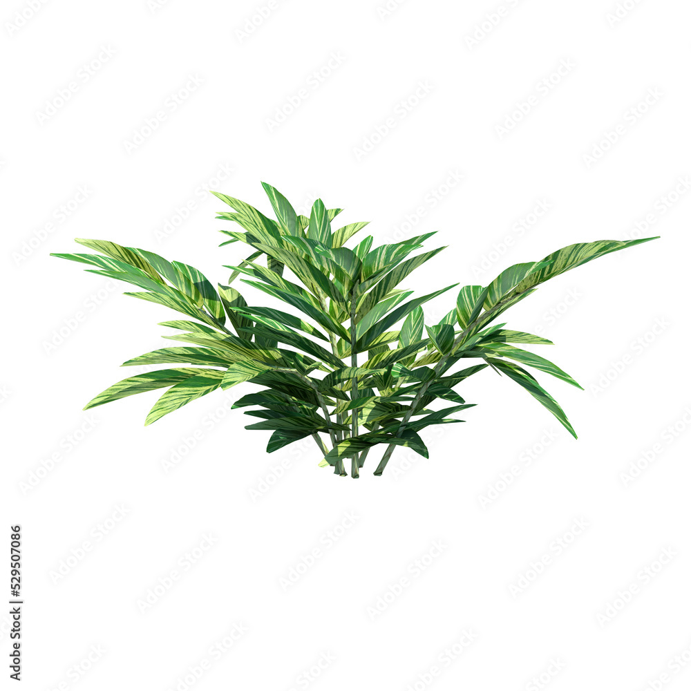 Obraz premium Front view of plant (Bitter Ginger) tree