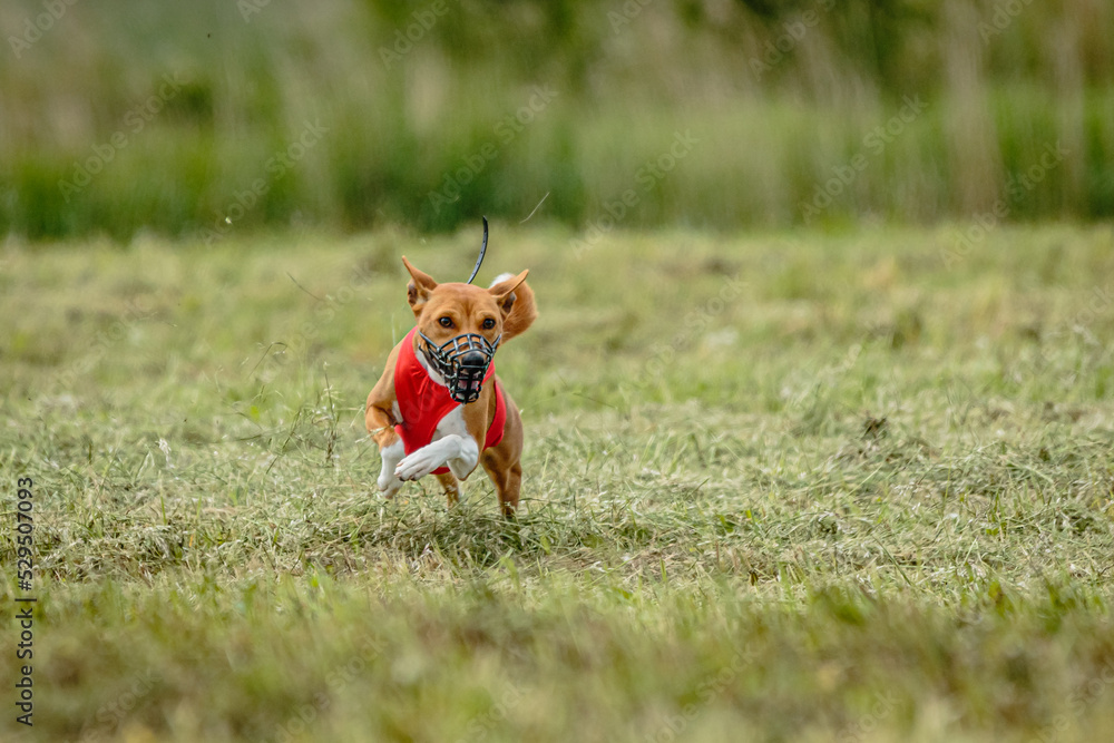 Basenji dog lifted off the ground during the dog racing competition running straight into camera Basenji dog lifted off the ground during the dog racing competition running straight into camera