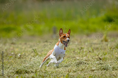 Basenji dog in white shirt running and chasing lure in the field on coursing competition