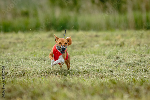 Basenji dog lifted off the ground during the dog racing competition running straight into camera