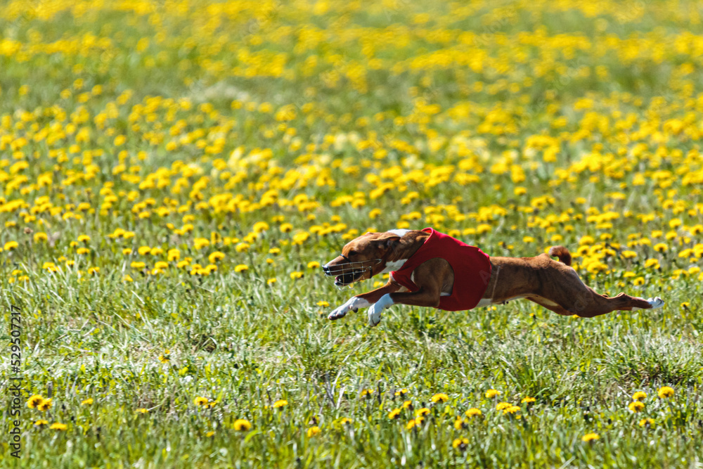 Obraz premium Basenji dog in red shirt lifted off the ground running in the field on coursing competition