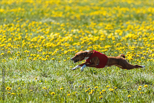 Basenji dog in red shirt lifted off the ground running in the field on coursing competition