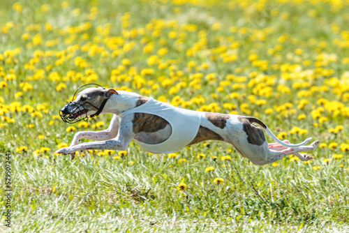 Whippet dog lifted off the ground during the dog racing competition running on field