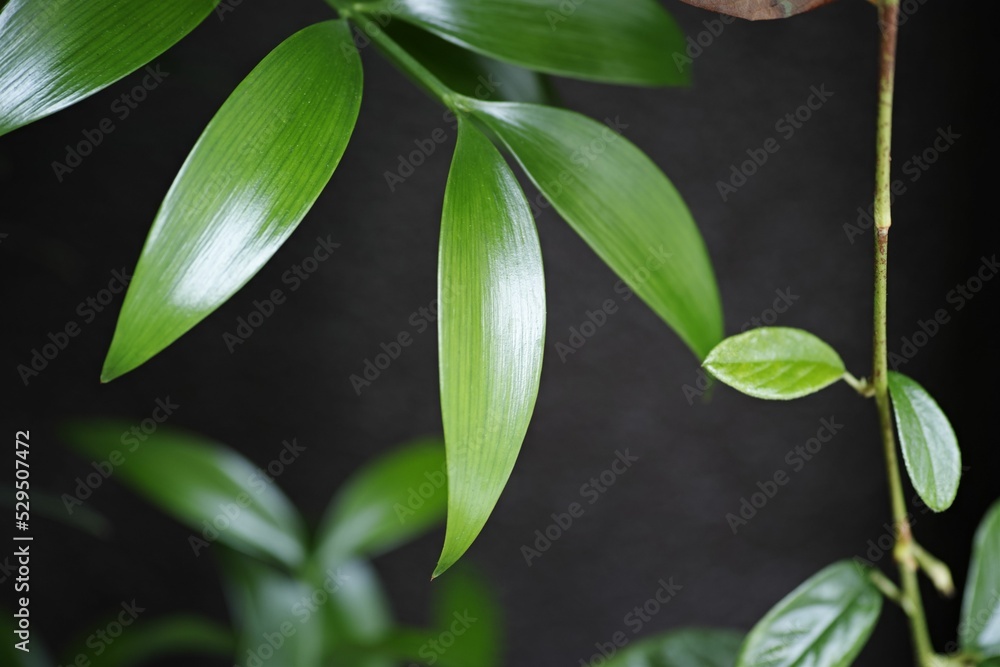 Closeup of shiny nageia nagi plant leaves on black background - obrazy, fototapety, plakaty 