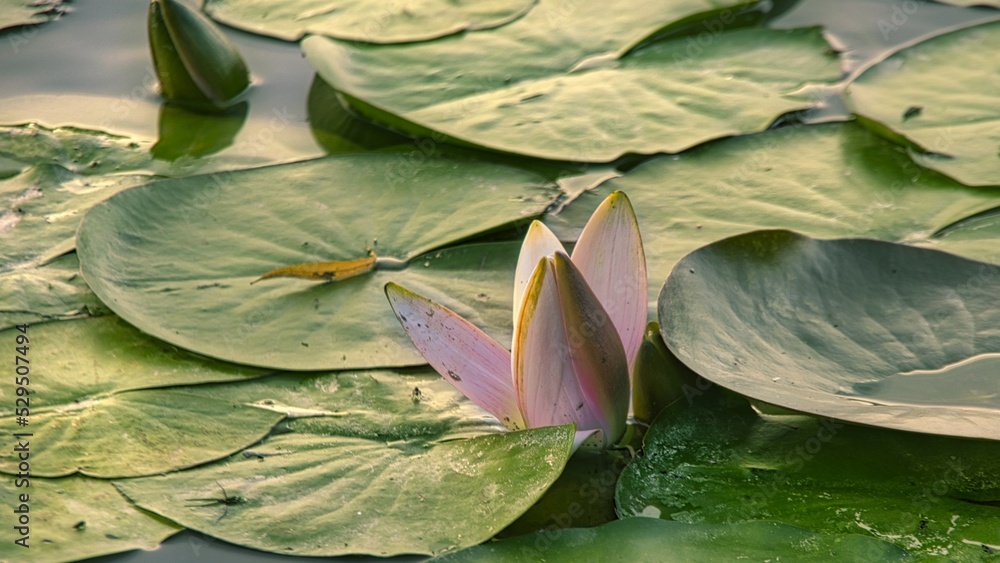 Lilie wodne to bez wątpienia najpiękniejsze rośliny uprawiane w oczkach wodnych i sadzawkach - obrazy, fototapety, plakaty 