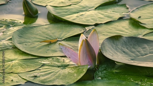  Lilie wodne to bez wątpienia najpiękniejsze rośliny uprawiane w oczkach wodnych i sadzawkach