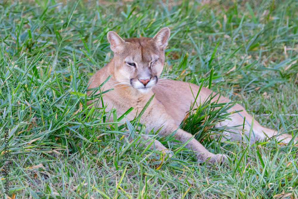 Puma or mountain lion lying alone relaxing on grass in selective focus. with one eye closed