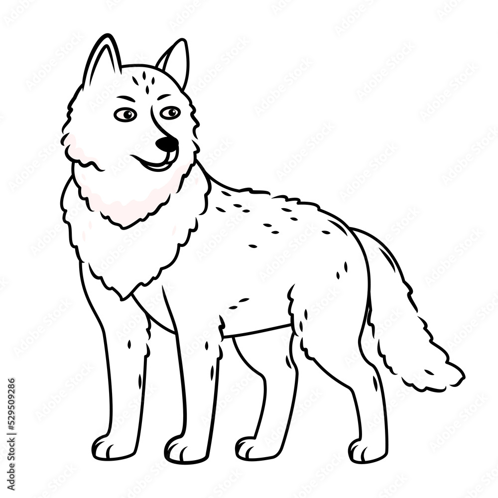 a gray wolf stands on a white background. contour image. Vector illustration with cute forest animals