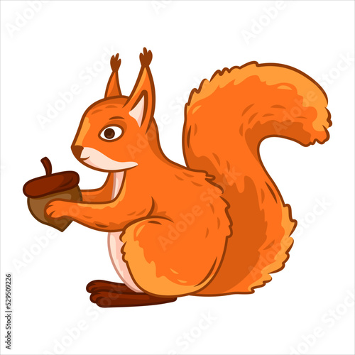 a cute red squirrel sits like a nut in its paws on a white background. Forest animals. Vector illustration with cute forest animals