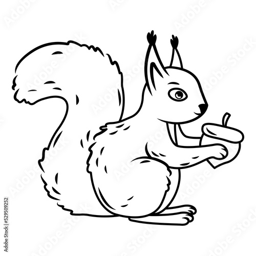 a cute red squirrel sits like a nut in its paws on a white background. contour image Vector illustration with cute forest animals