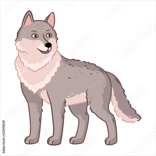 a gray wolf stands on a white background. Forest animals. Vector illustration with cute forest animals