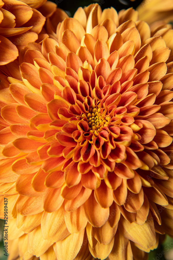 Close up Macro of a Perfect Orange Mum Flower Blossom Close up Macro of a Perfect Orange Mum Flower Blossom
