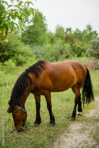 A horse grazes in the woods. Beautiful mane and color of the horse. Grazing a herd in the summer.